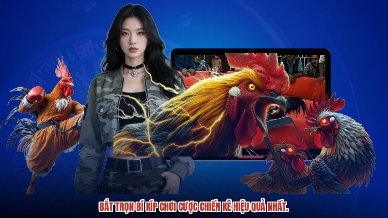 Bắt trọn bí kíp chơi cược chiến kê hiệu quả nhất.