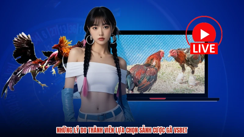 Những lý do thành viên lựa chọn sảnh cược gà VSBET